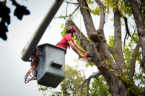 Best Tree Stump Removal  in Pacific Grove, CA